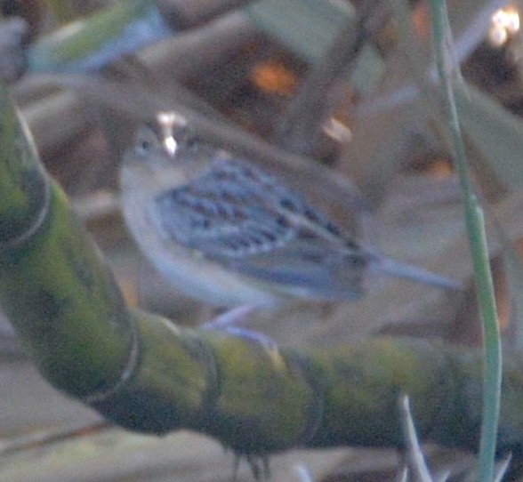 Grasshopper Sparrow - ML525019101