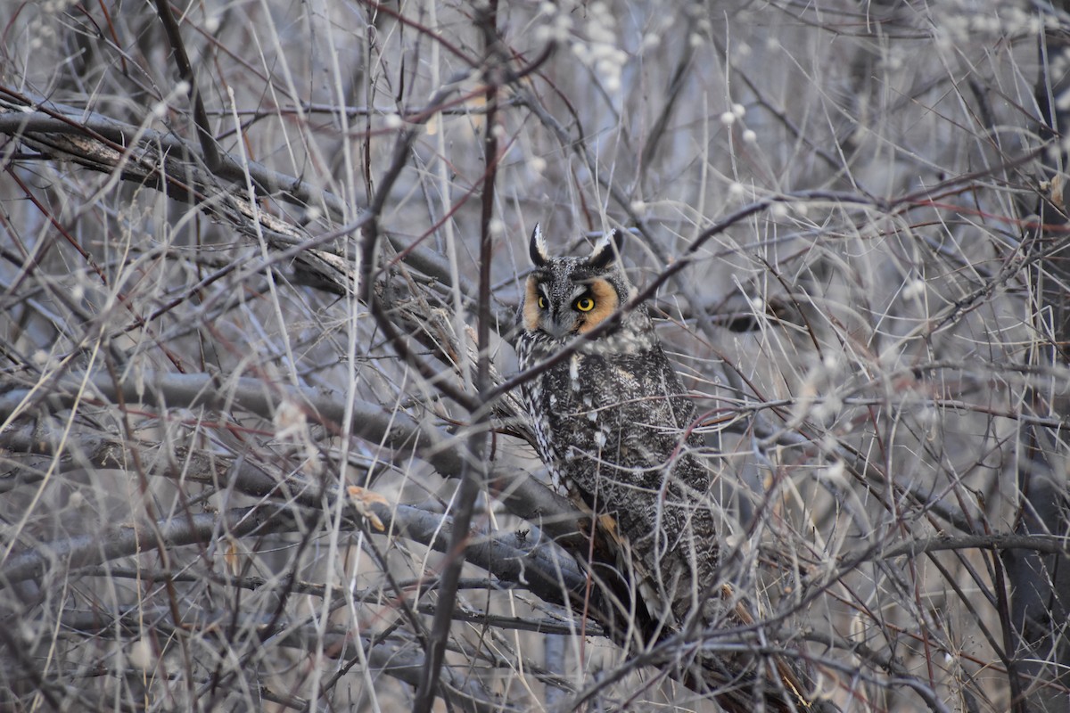 Long-eared Owl - Kerrie Lagon