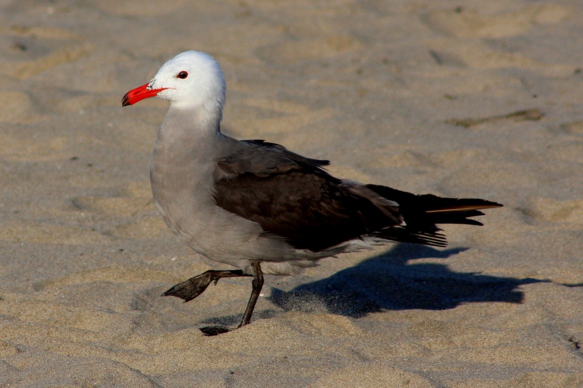 Heermann's Gull - ML525020981