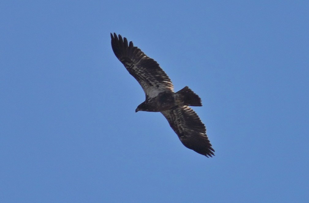 Bald Eagle - Dennis Mersky