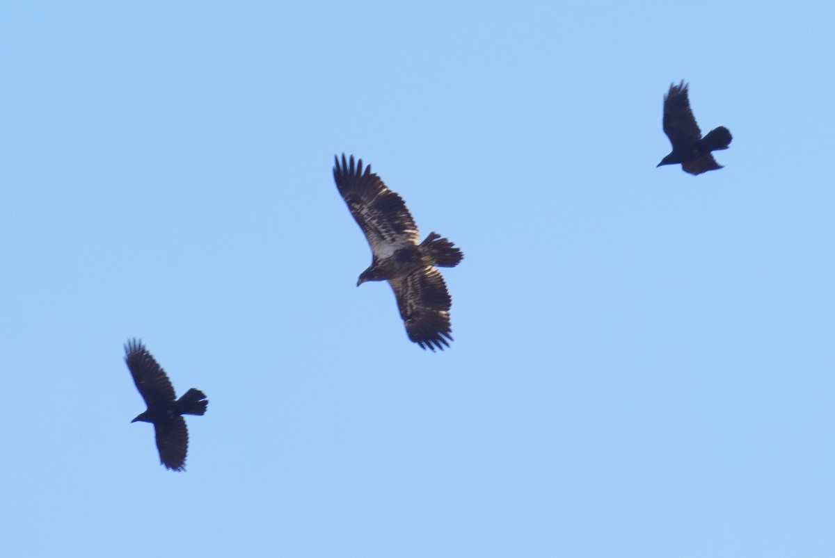 Bald Eagle - ML525022741