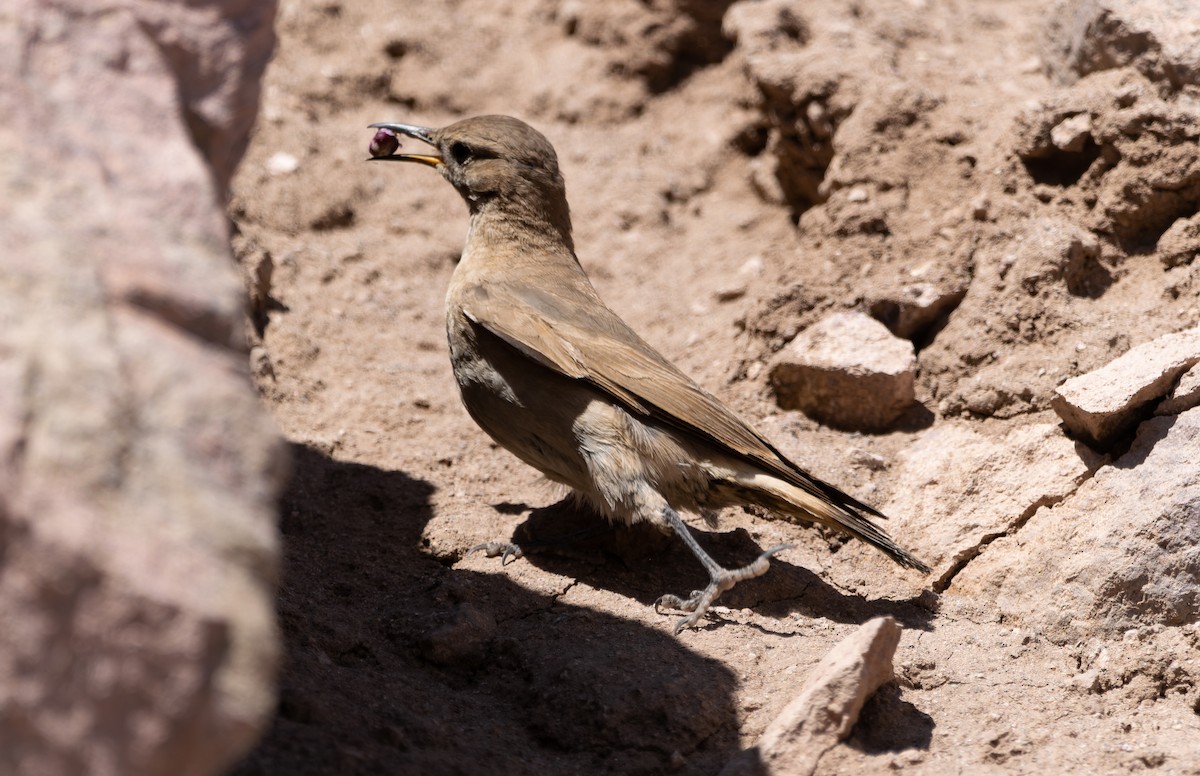 Creamy-rumped Miner - ML525023271