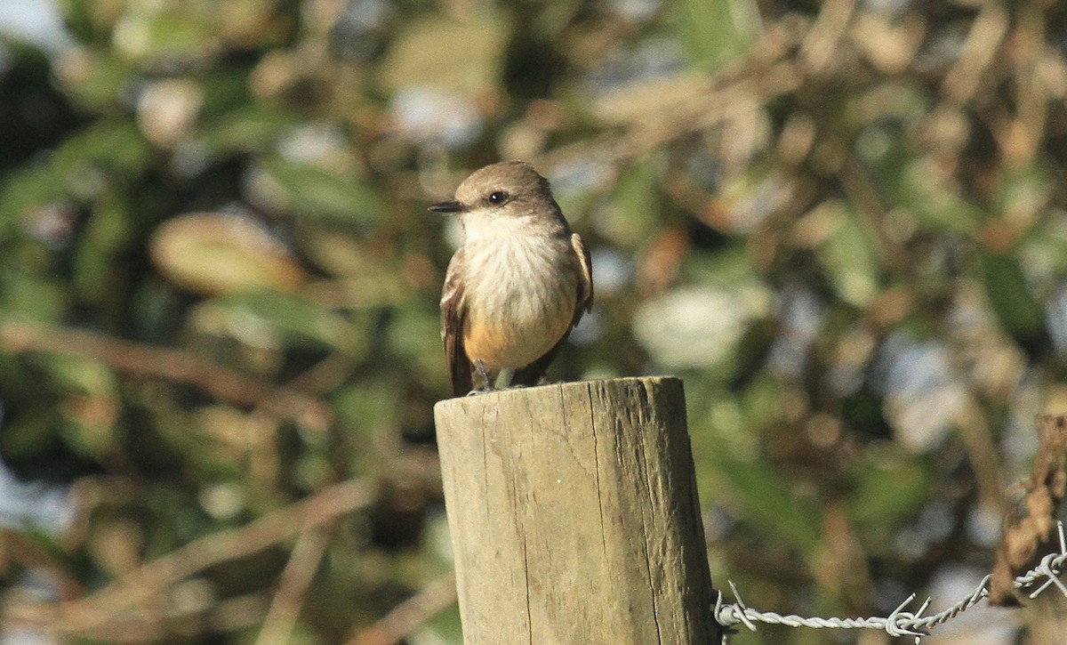 Vermilion Flycatcher - ML525023591