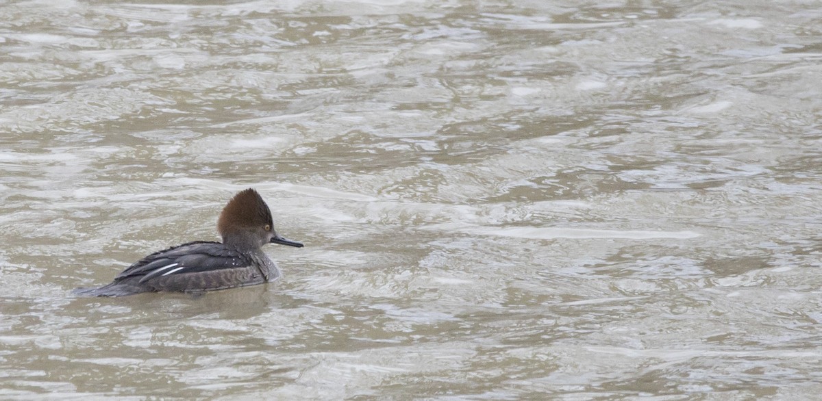 Hooded Merganser - ML525023771