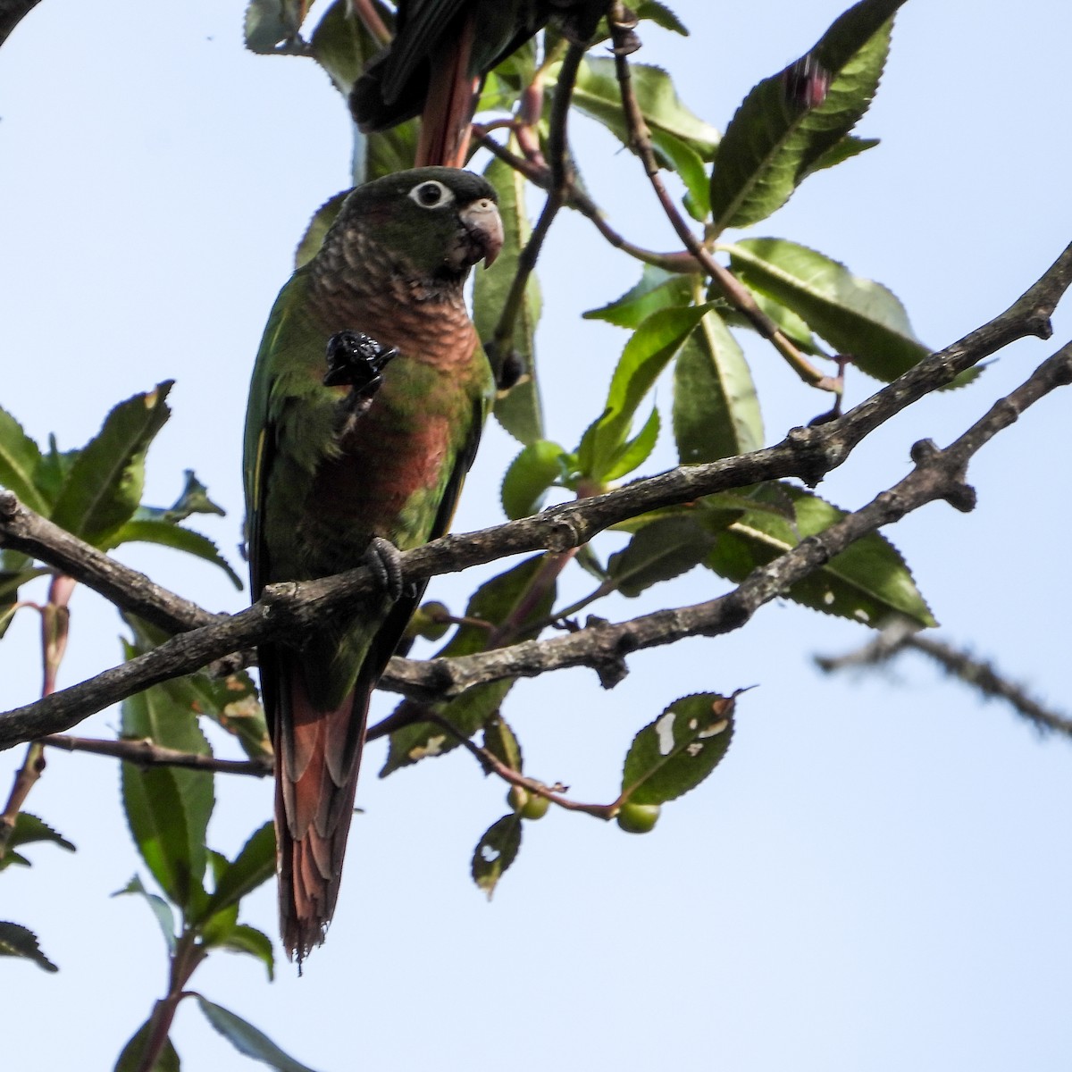 Cotorra Pechiparda - ML525024721