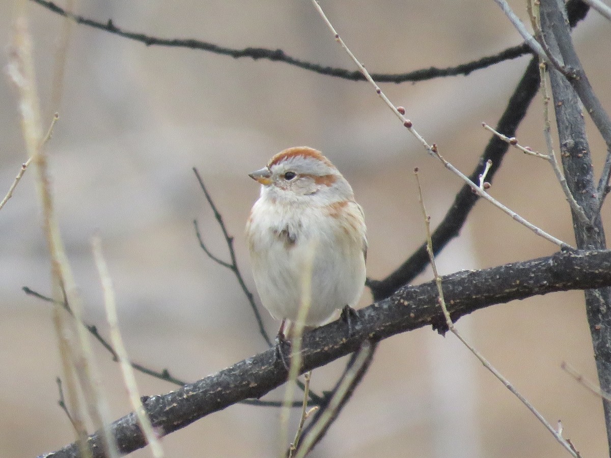 American Tree Sparrow - ML525026231