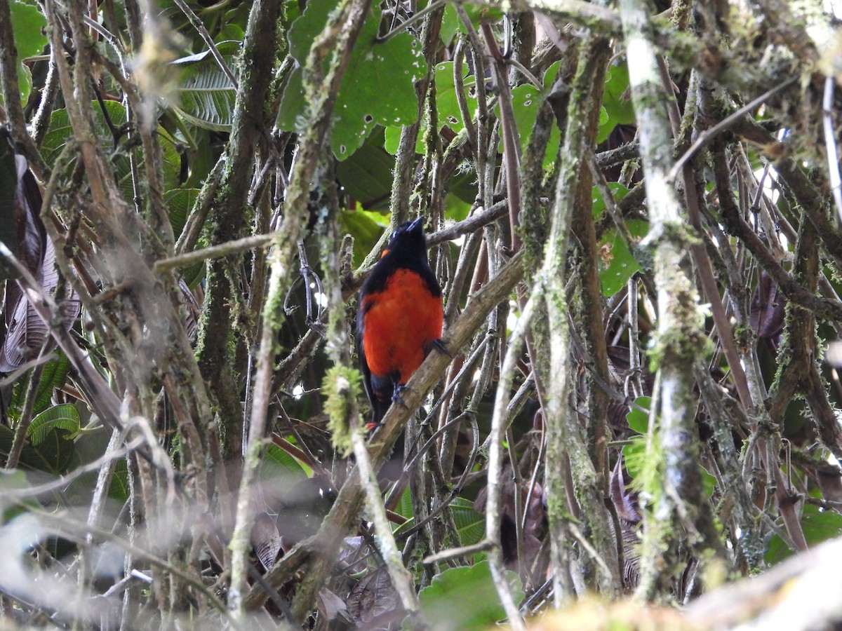 Tangara Ventriescarlata - ML525026991
