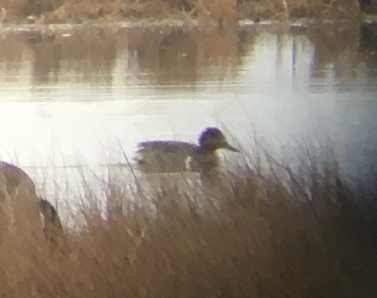 Green-winged Teal - ML525028541