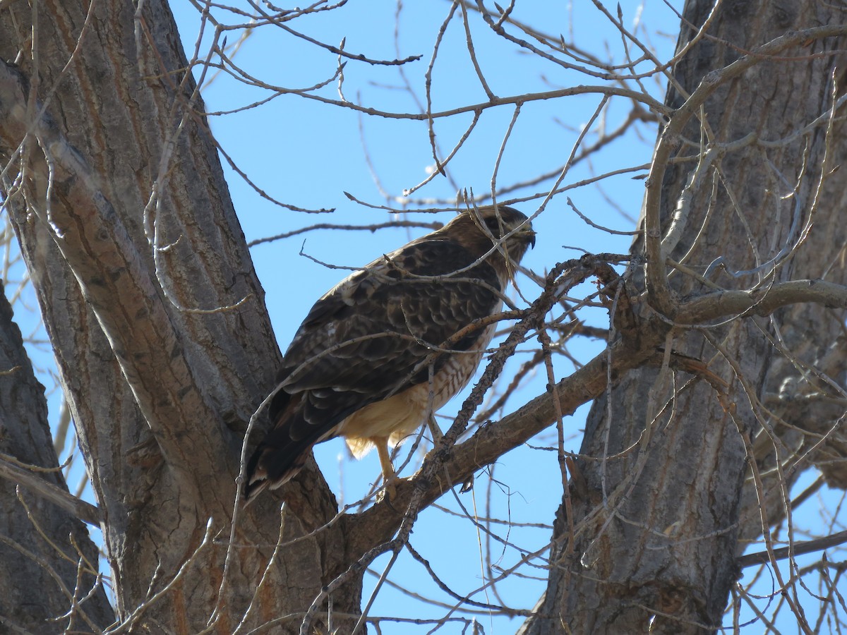 Red-tailed Hawk - ML525030061