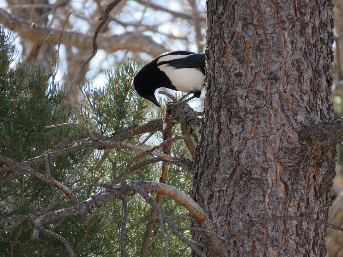 Black-billed Magpie - ML525030231