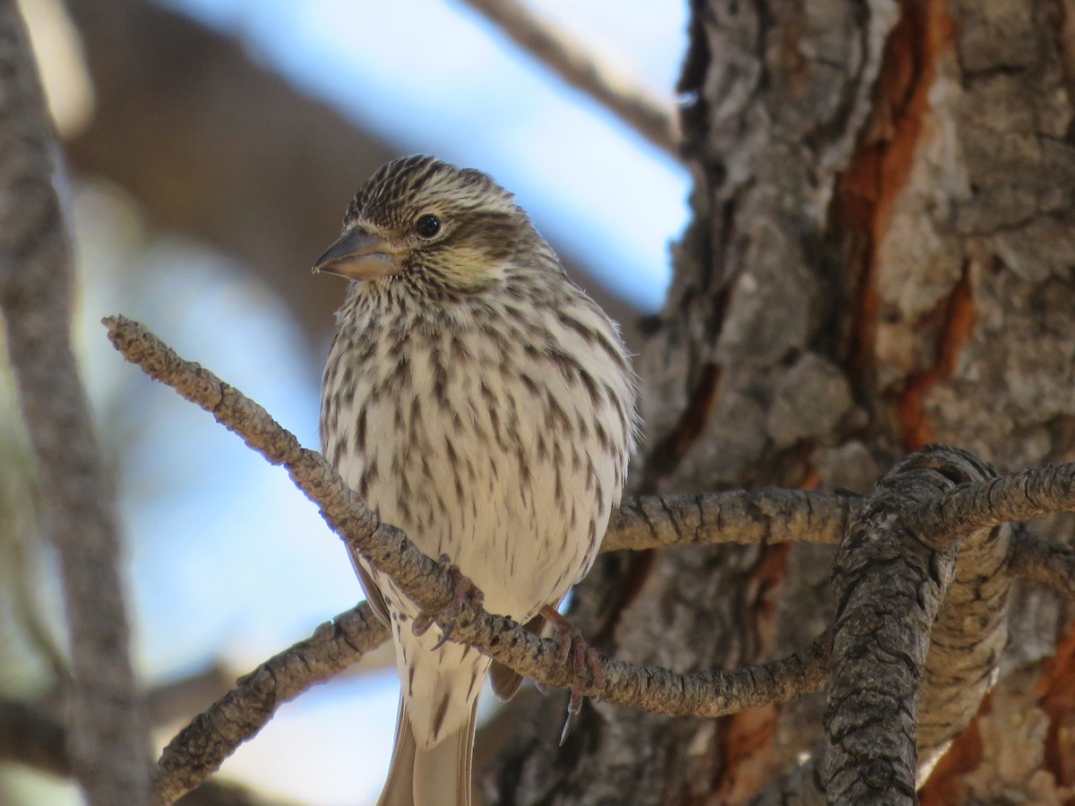 Cassin's Finch - ML525030771