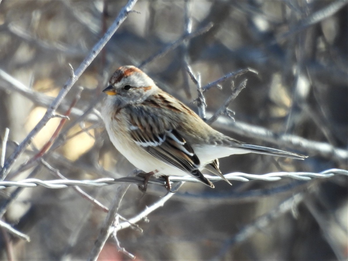 American Tree Sparrow - ML525030961