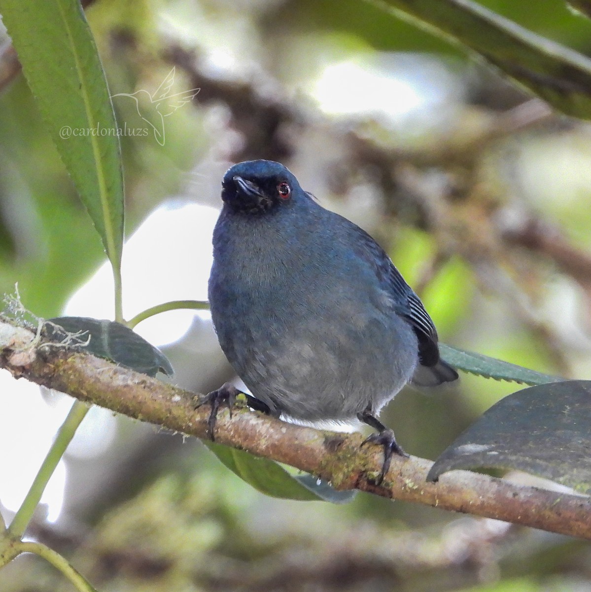 Pinchaflor Azulado - ML525031711