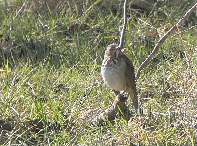 Hermit Thrush - ML525031891