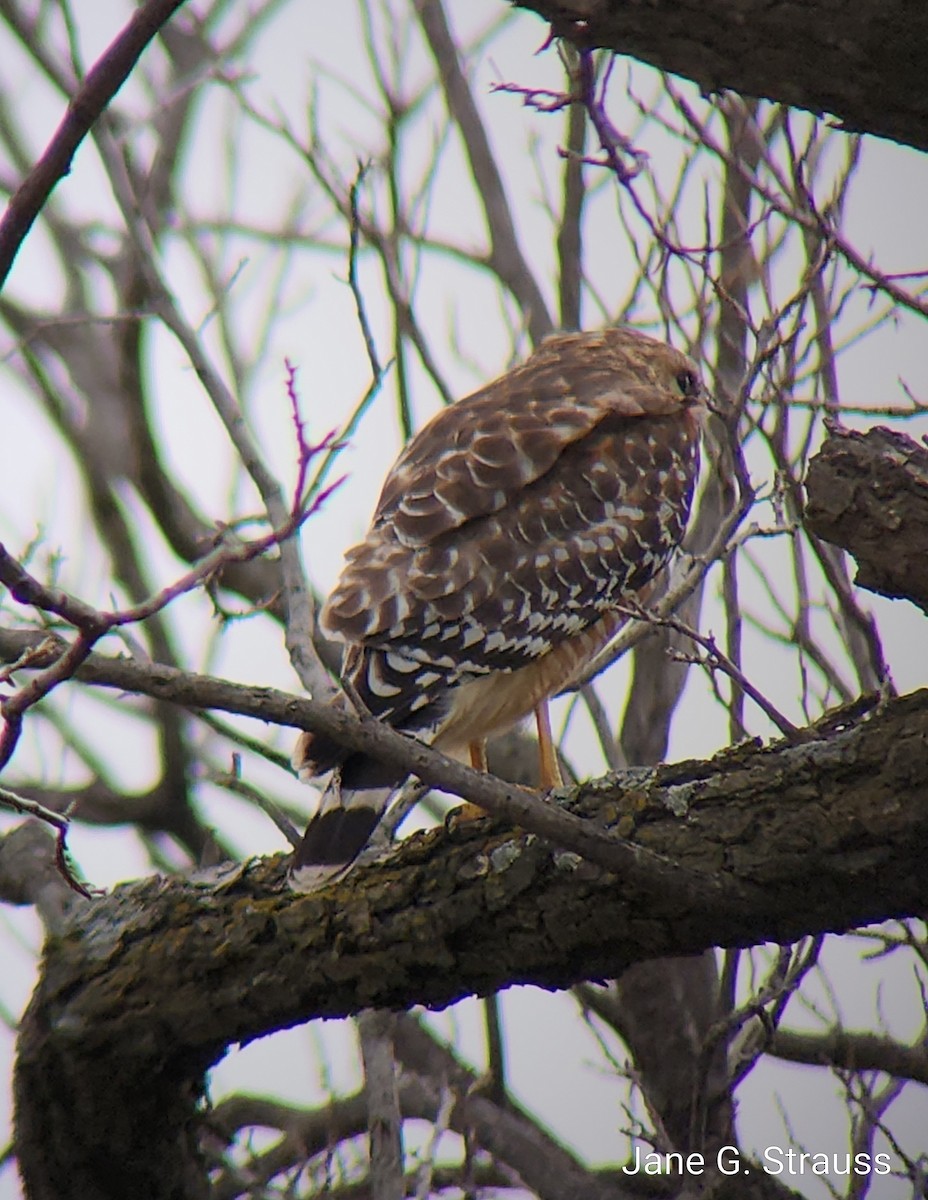 Red-shouldered Hawk - Jane Strauss