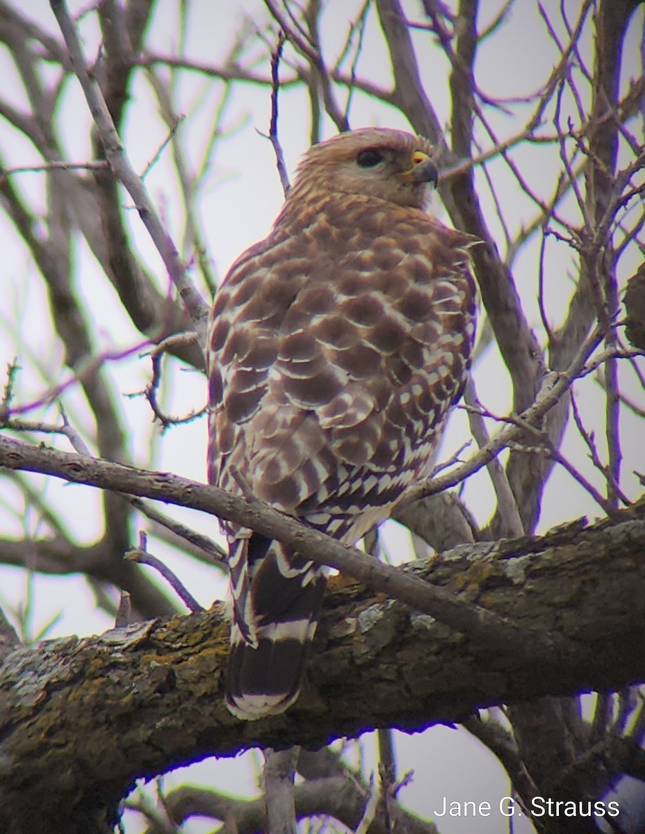 Red-shouldered Hawk - Jane Strauss