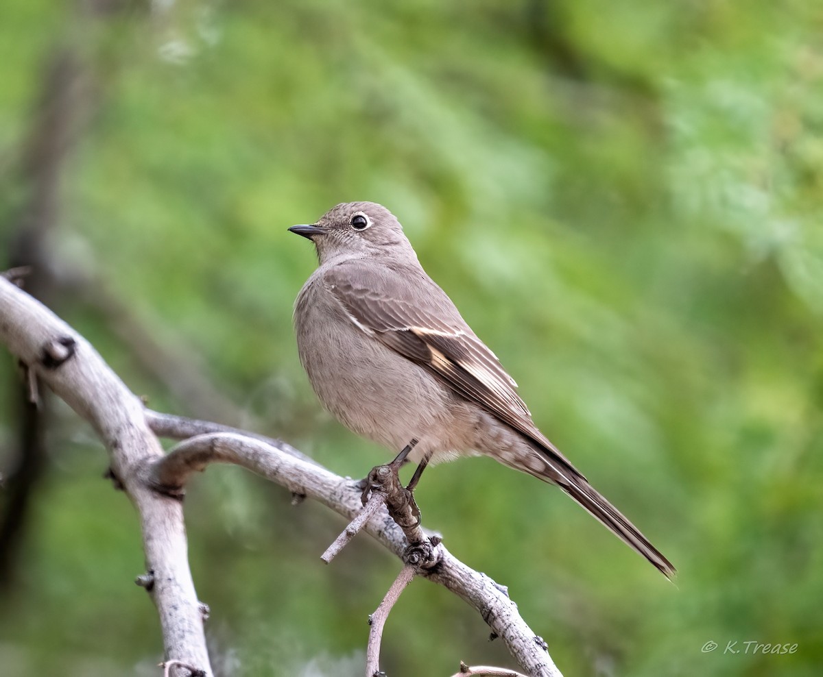 Townsend's Solitaire - ML525034691