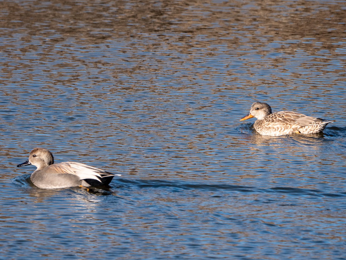 Gadwall - ML525036341