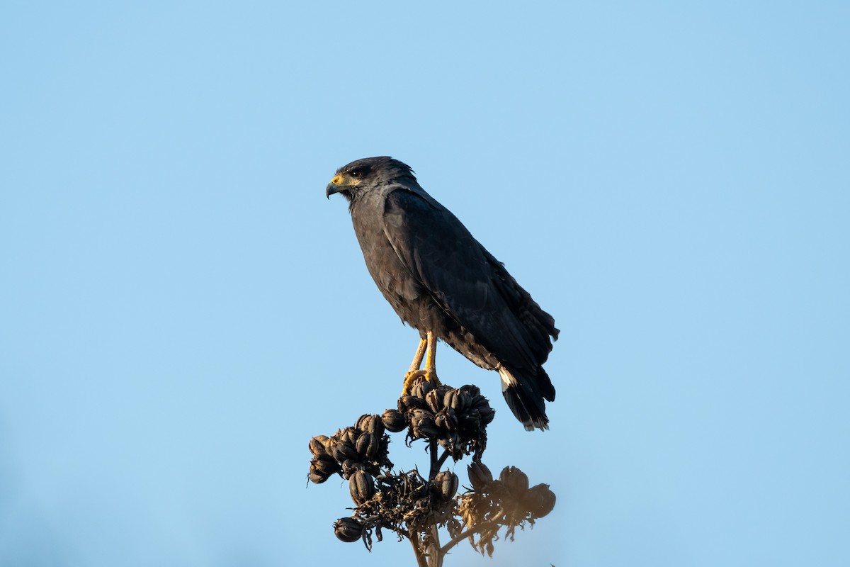 Krabbenbussard - ML525037801