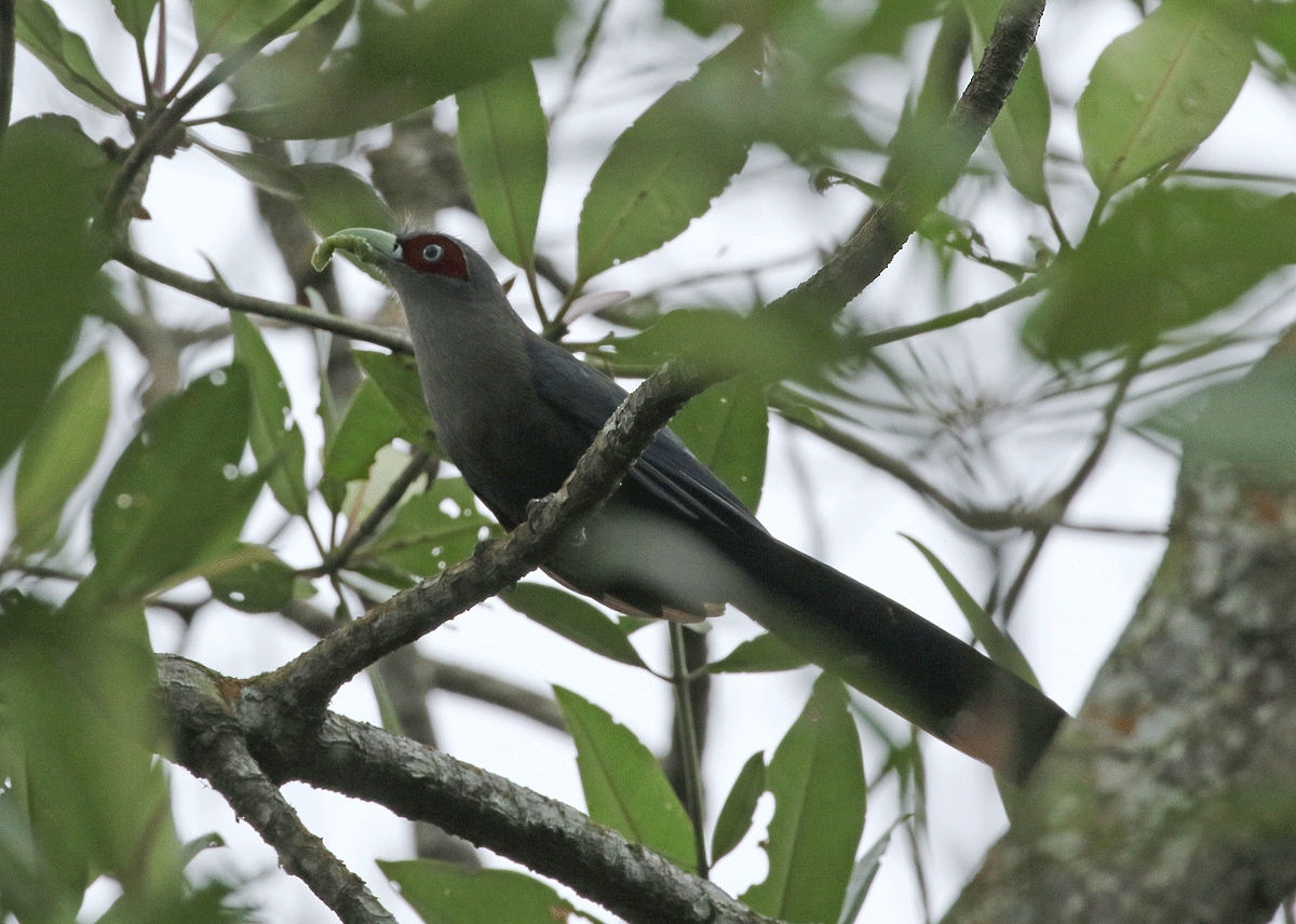 Black-bellied Malkoha - ML52503861