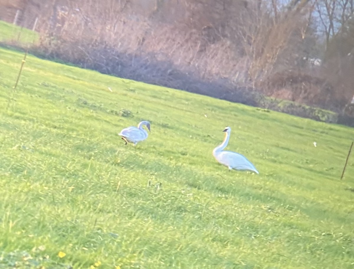 Trumpeter Swan - Donald Kirker