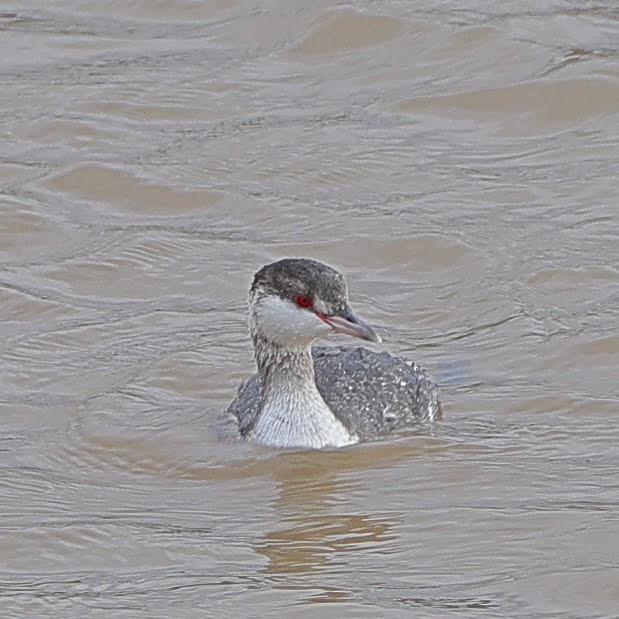 Horned Grebe - ML525039831