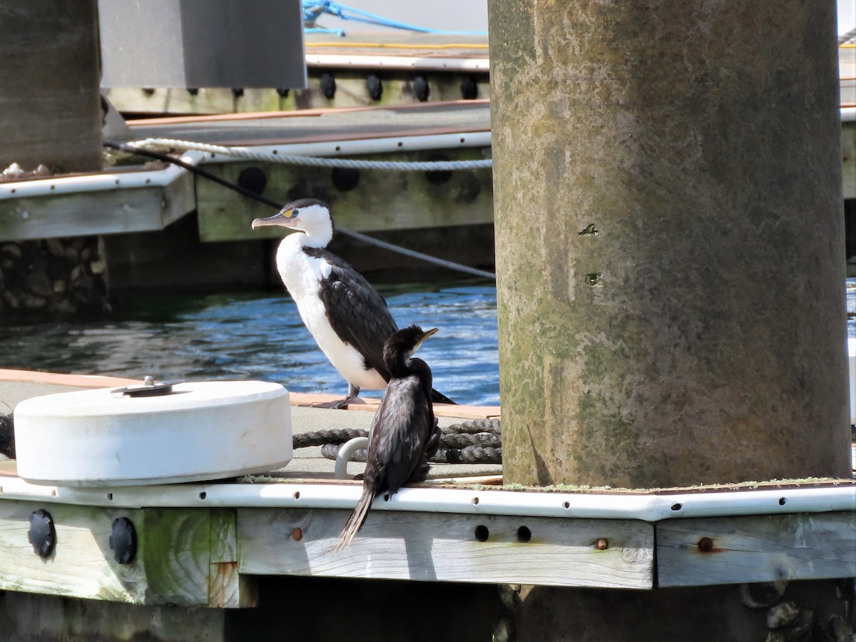 Little Pied Cormorant - ML525039921