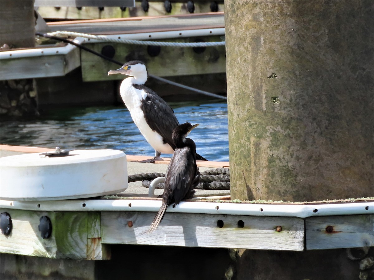 Pied Cormorant - Becky Turley