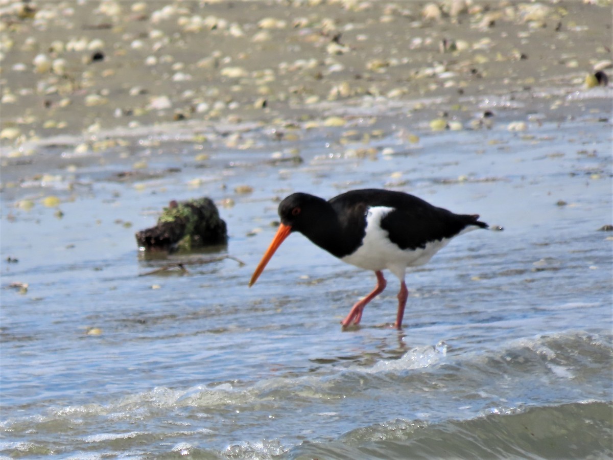 South Island Oystercatcher - ML525040091