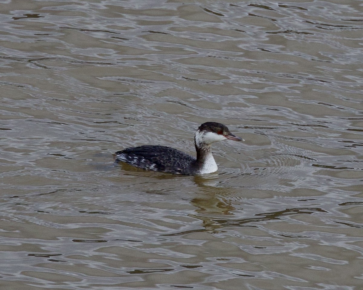 Horned Grebe - ML525040301