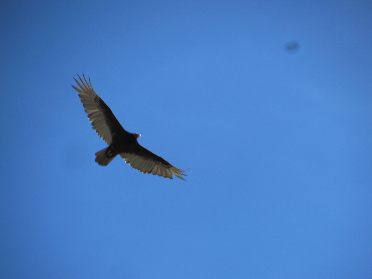 Turkey Vulture - ML525041381