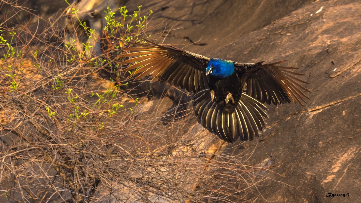 Indian Peafowl - ML52504151