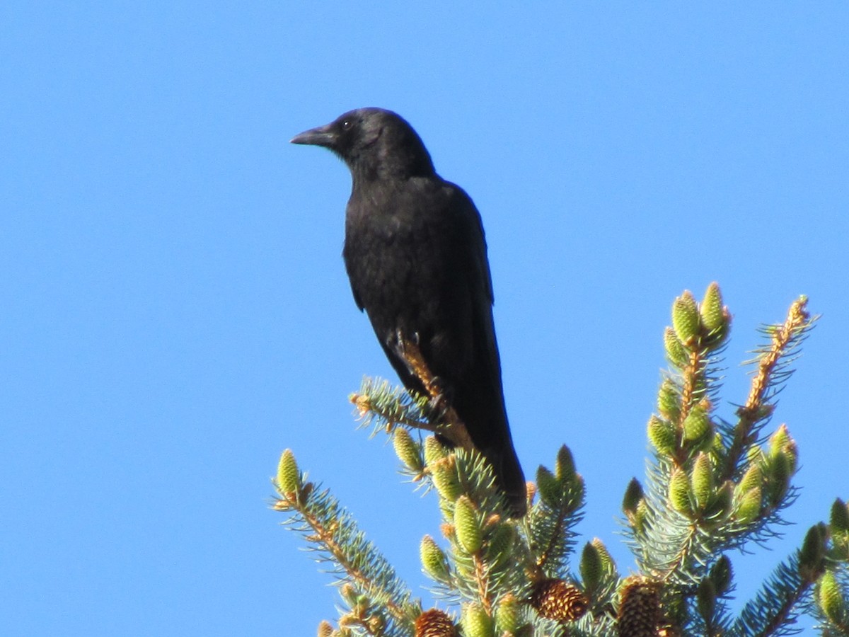 American Crow - ML525041841