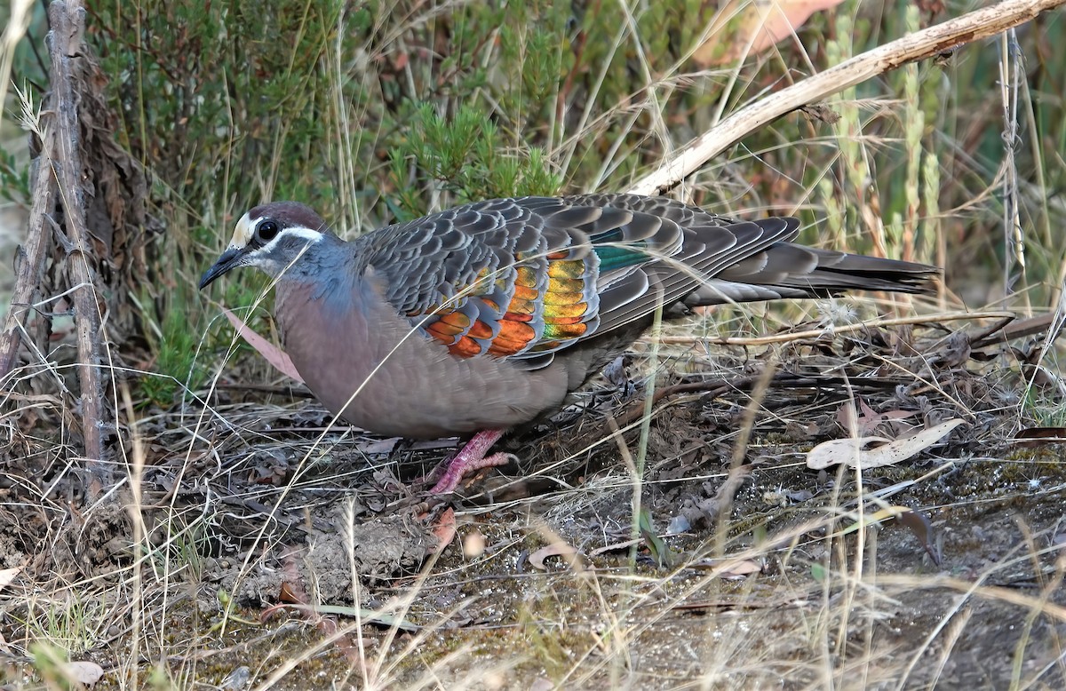 Common Bronzewing - ML525042041