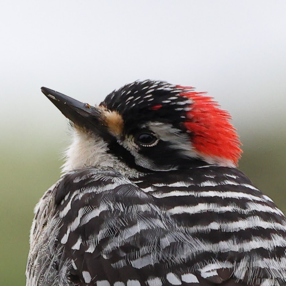 Nuttall's Woodpecker - ML525042141