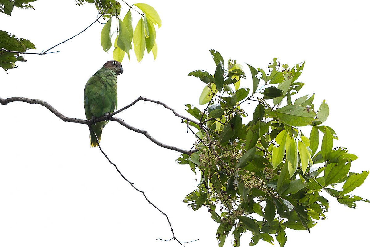 Red-cheeked Parrot - ML525042371
