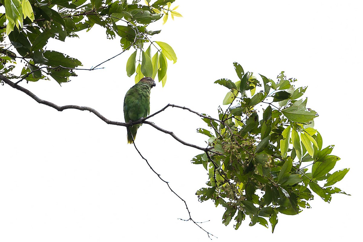 Red-cheeked Parrot - ML525042381