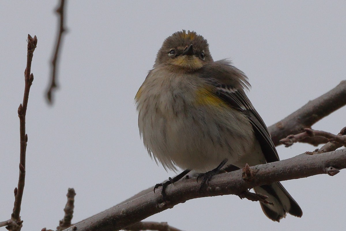 Yellow-rumped Warbler (Audubon's) - ML525042841