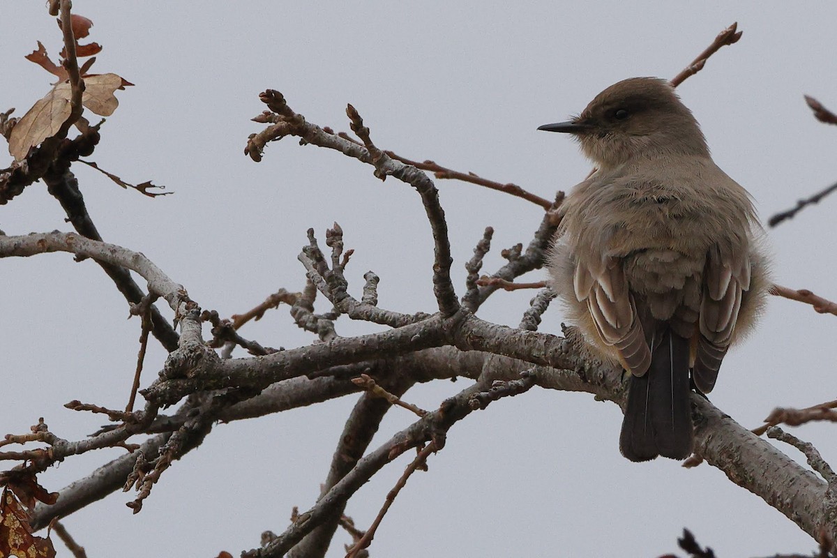 Say's Phoebe - Keith Leland