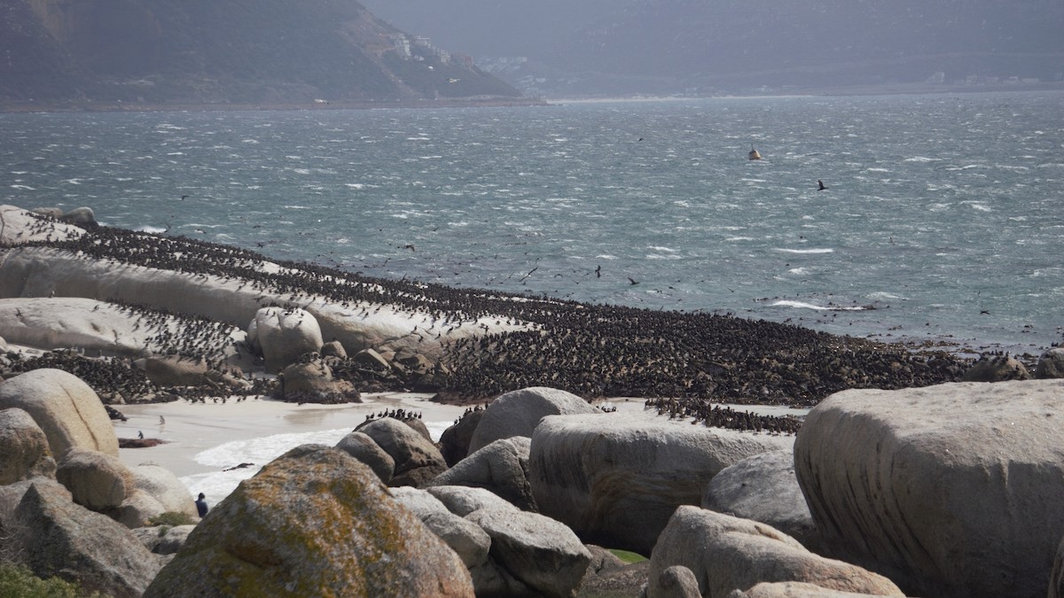 Cape Cormorant - ML525043561