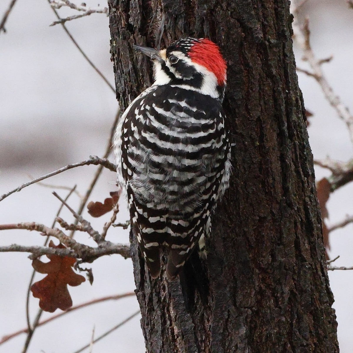 Nuttall's Woodpecker - ML525044031