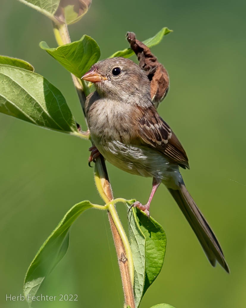 Field Sparrow - ML525044541