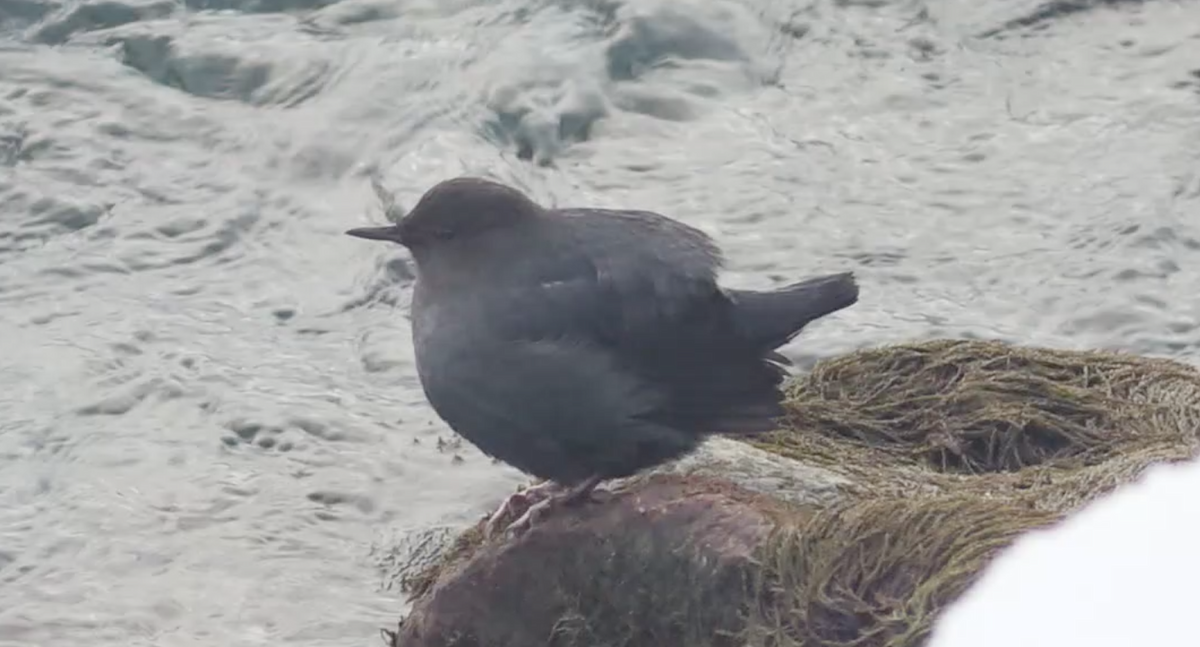 American Dipper - ML525045231