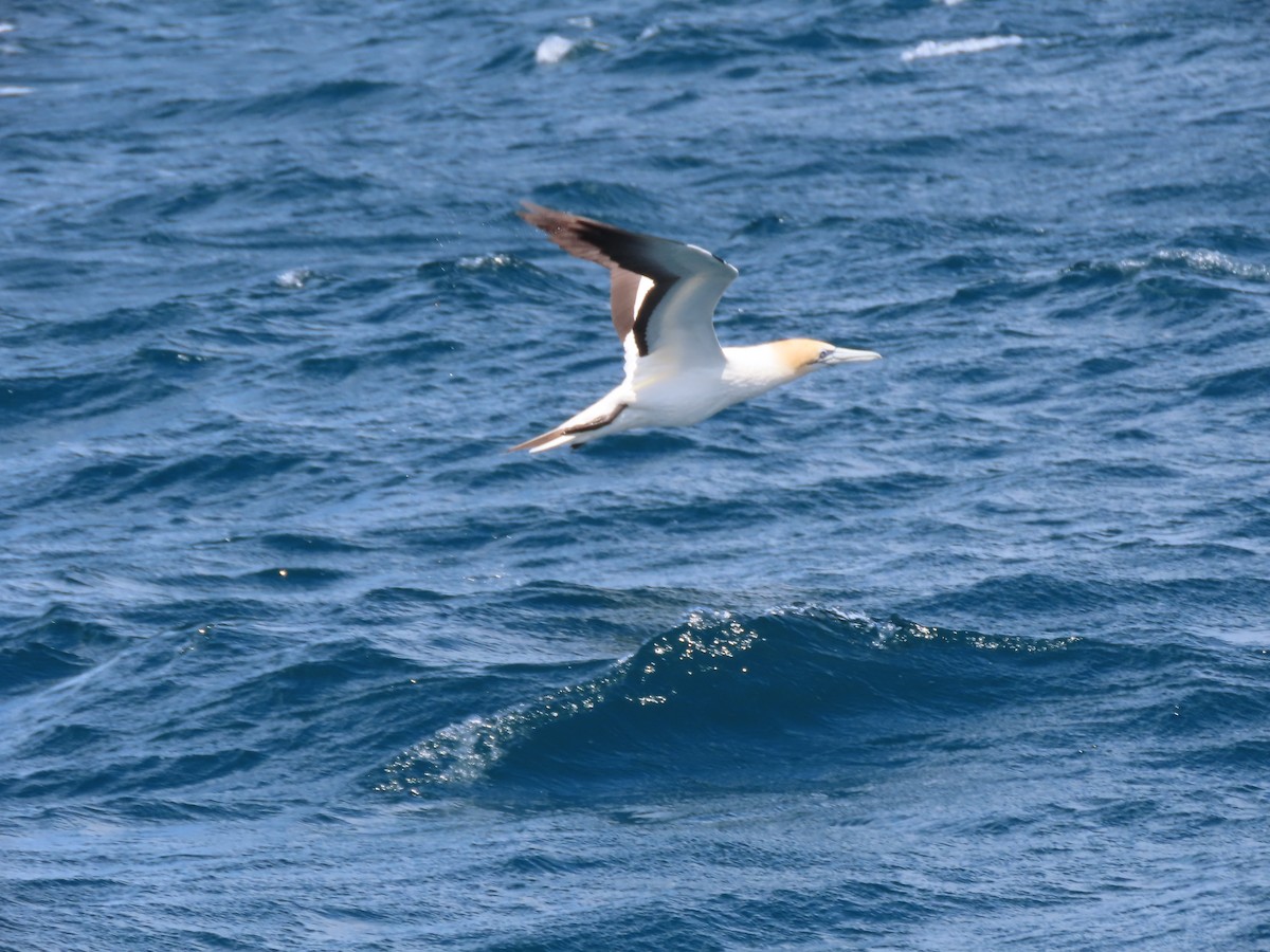 Australasian Gannet - ML525045571