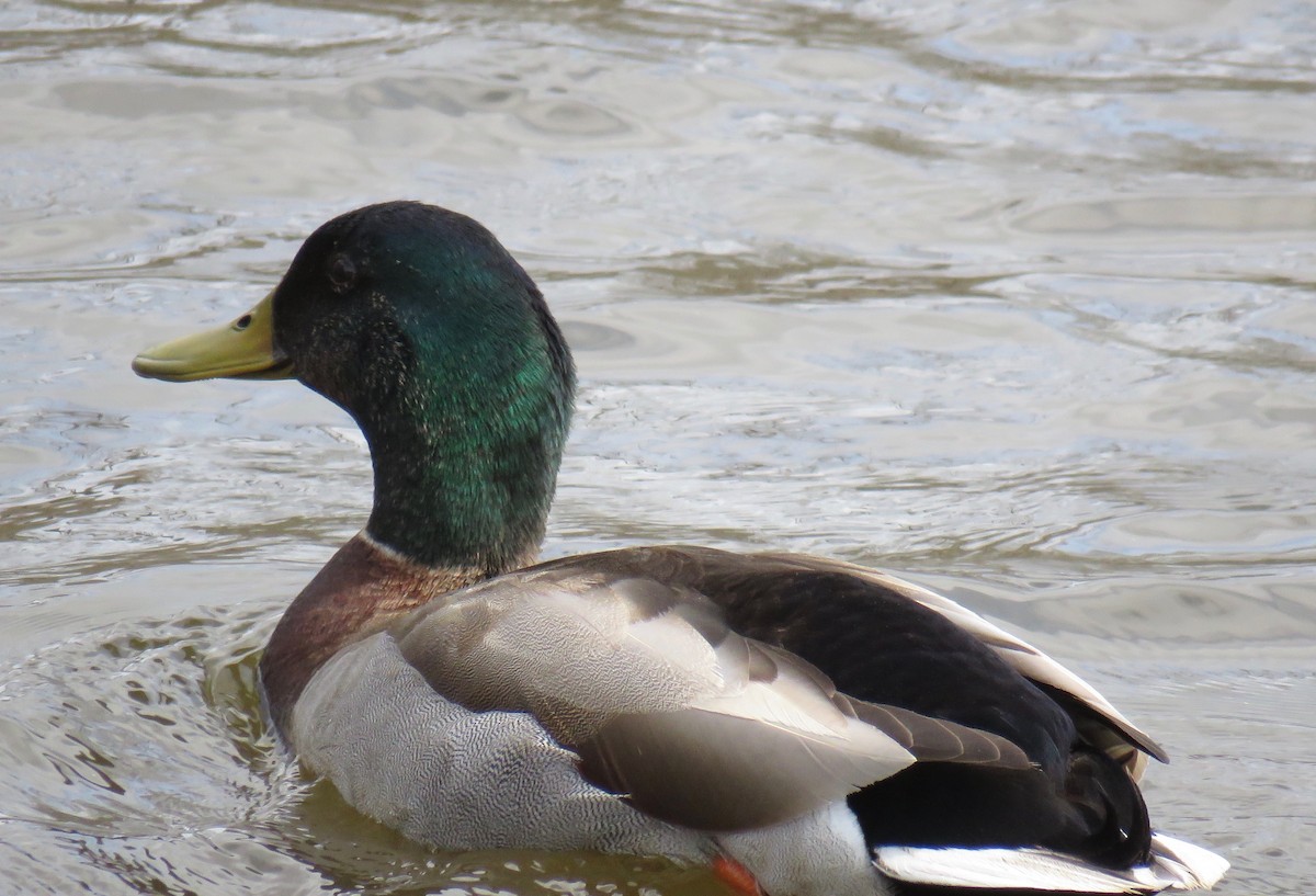 Mallard - ML52504611