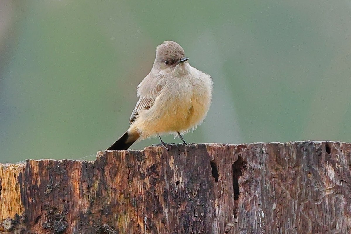 Say's Phoebe - Keith Leland