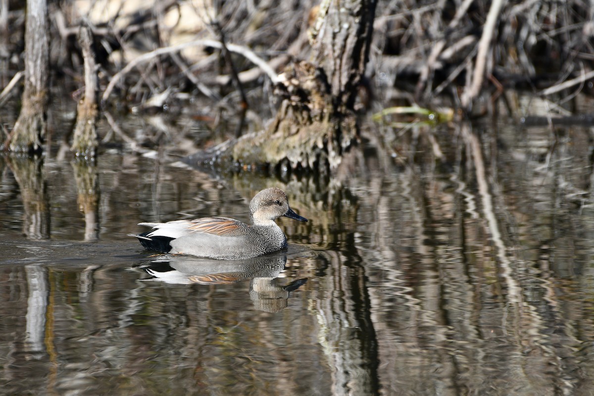 Gadwall - ML525046521