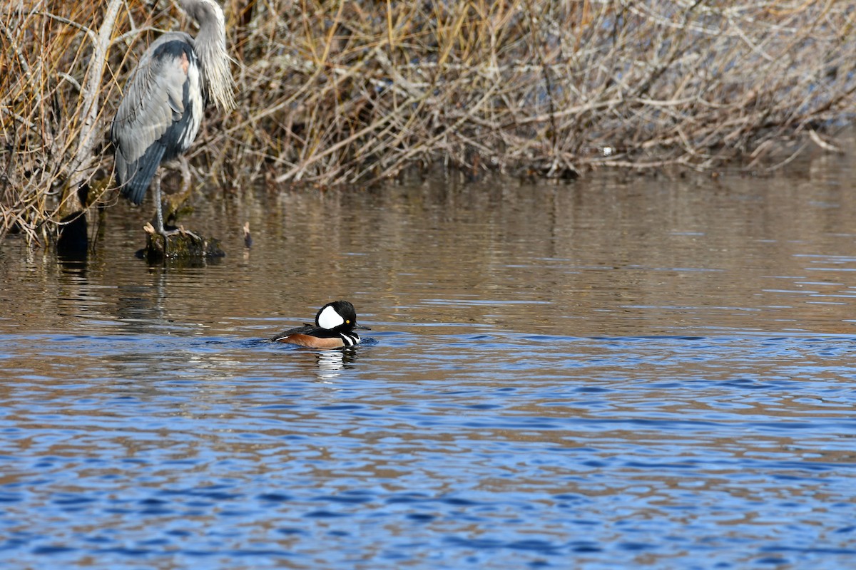 Hooded Merganser - ML525046561