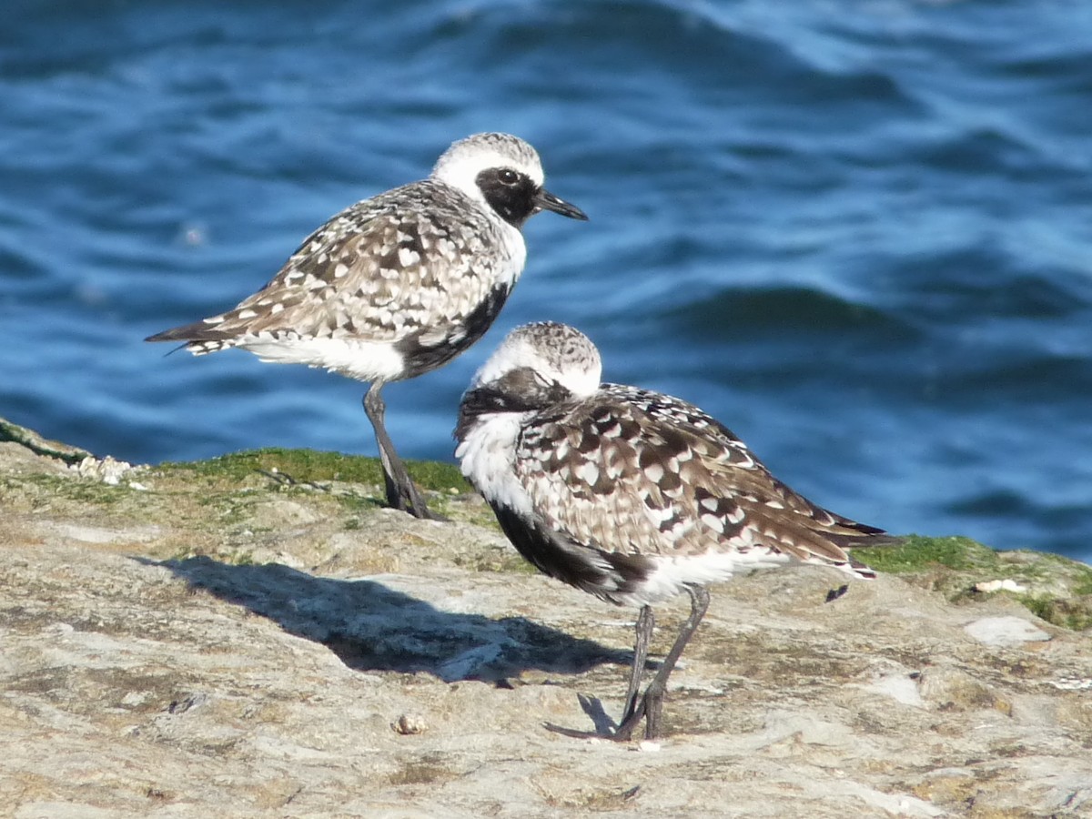 Black-bellied Plover - ML525047321