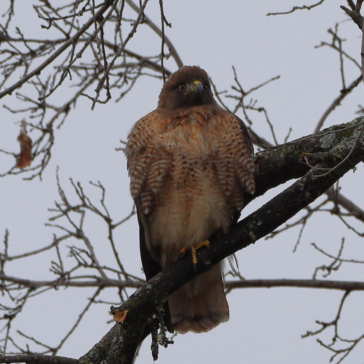 Red-tailed Hawk - ML525047831
